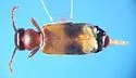 Tanarthrus alutaceus - photo 4