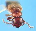 Tanarthrus alutaceus - photo 5