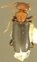 Tanarthrus andrewsi