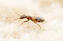 Tanarthrus brevipennis - photo 2
