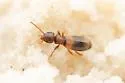 Tanarthrus brevipennis - photo 3