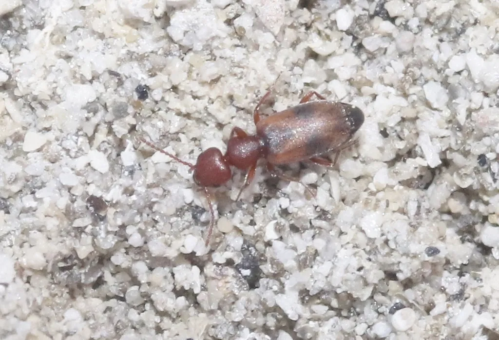 Tanarthrus inyo - Tanarthrus inyo