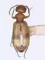 Tanarthrus salicola