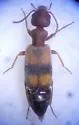 Tanarthrus salicola - photo 3