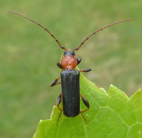 Tanbark Borer - Phymatodes testaceus