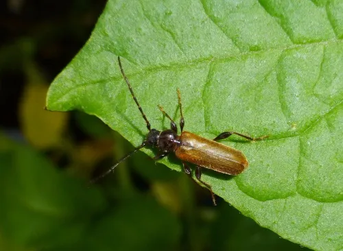 Tanbark Borer - photo 2