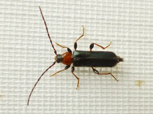 Tanbark Borer - photo 3