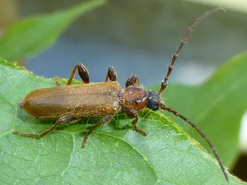 Tanbark Borer - photo 4