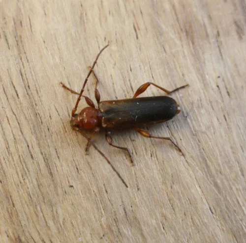 Tanbark Borer - photo 5