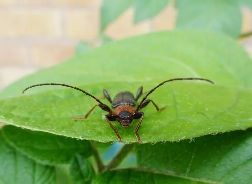 Tanbark Borer - photo 6