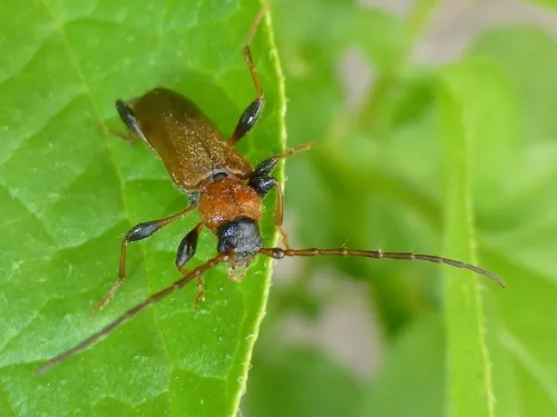 Tanbark Borer - photo 7