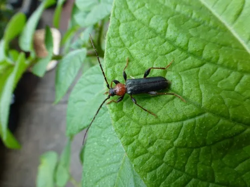 Tanbark Borer - photo 8