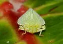 Tangia breviceps - photo 2