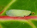 Tangia breviceps - photo 3