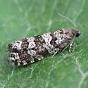 Spruce Needleminer Moth - Hodges#2745 - Taniva albolineana