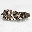 Spruce Needleminer Moth - Hodges#2745 - photo 2