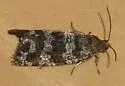 Spruce Needleminer Moth - Hodges#2745 - photo 3