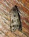 Spruce Needleminer Moth - Hodges#2745 - photo 4