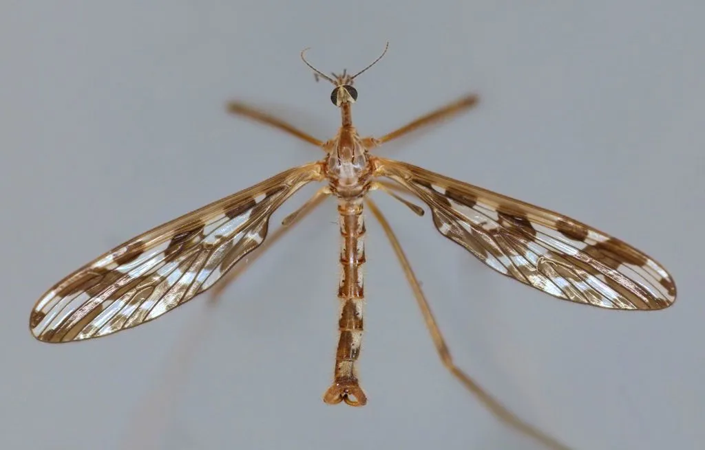 Primitive Crane Flies - photo 2