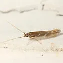 Tanygona lignicolorella - Hodges#1500