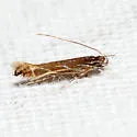 Tanygona lignicolorella - Hodges#1500 - photo 4