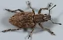 Tanymecus confusus