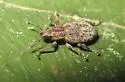 Tanymecus confusus - photo 2