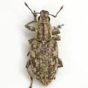 Tanymecus confusus - photo 3
