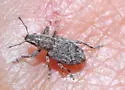 Tanymecus confusus - photo 4