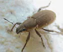 Tanymecus lacaena - photo 2