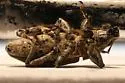 Tanymecus lacaena - photo 3