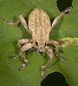 Tanymecus lacaena - photo 4