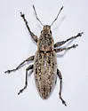 Tanymecus lacaena - photo 5