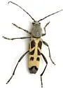 Tanyochraethes tildeni