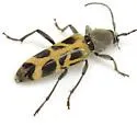 Tanyochraethes tildeni - photo 3