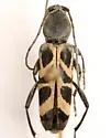 Tanyochraethes tildeni - photo 4