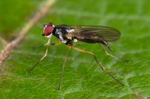 Tanypeza longimana