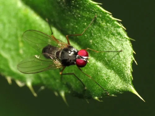 Tanypeza picticornis