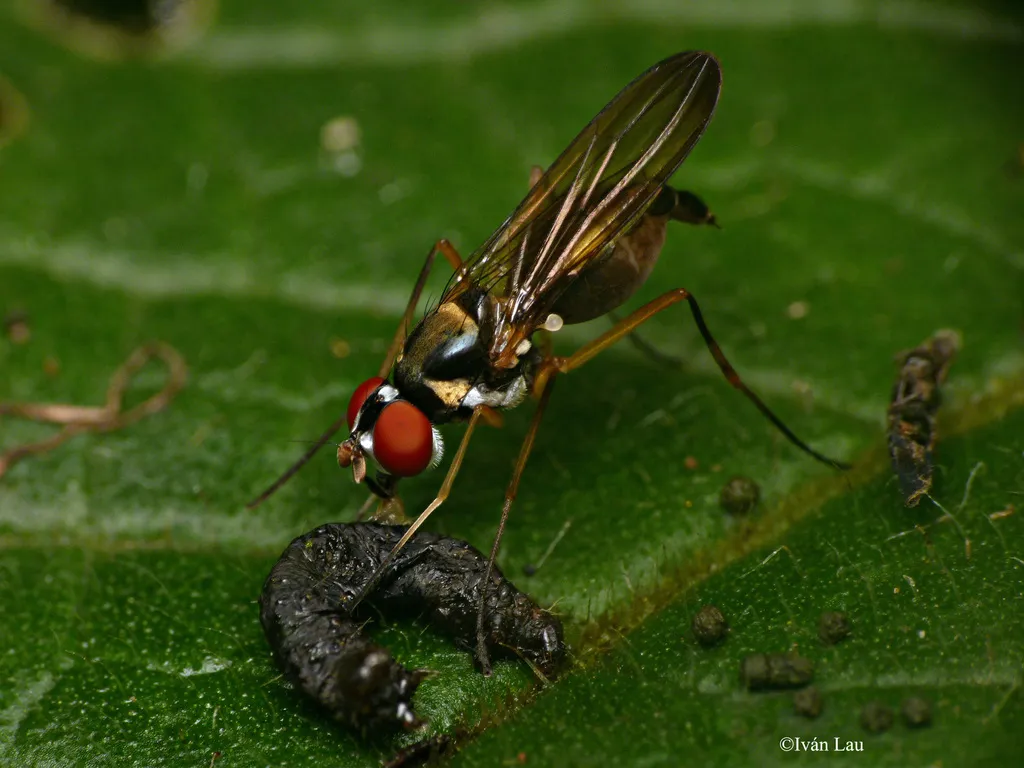 Stretched-foot Flies - photo 2