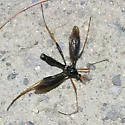 Tanyptera dorsalis