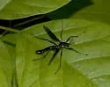 Tanyptera dorsalis - photo 3