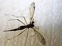Tanyptera dorsalis - photo 4