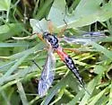 Tanyptera dorsalis - photo 5