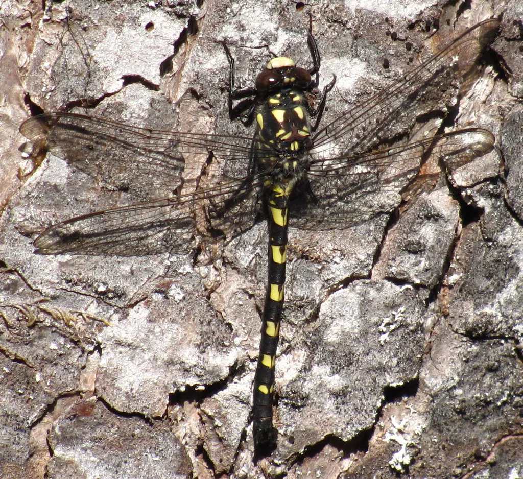 Black Petaltail