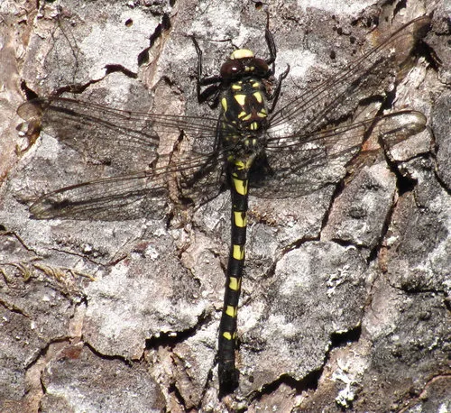 Black Petaltail - photo 2