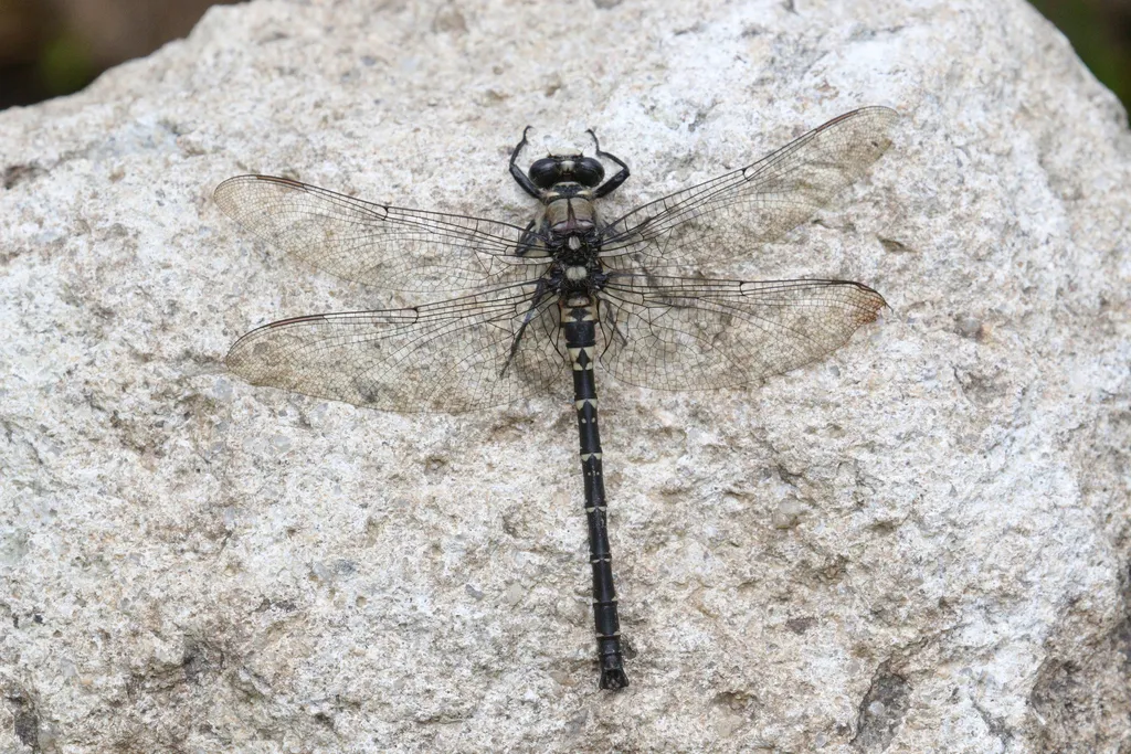 Japanese Petaltail - photo 2