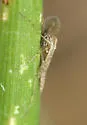 Tanypus neopunctipennis