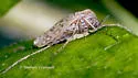 Tanypus neopunctipennis - photo 2