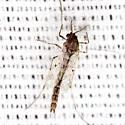Tanypus neopunctipennis - photo 3