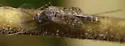 Tanypus punctipennis